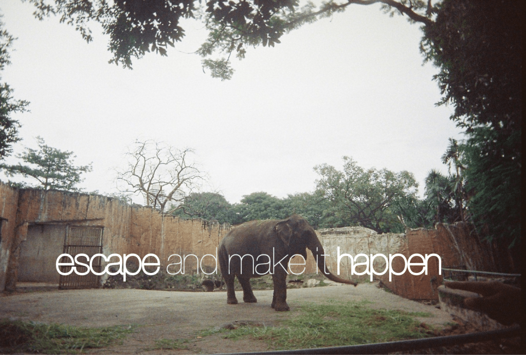 { The Chaos That Is Zoo&nbsp;}