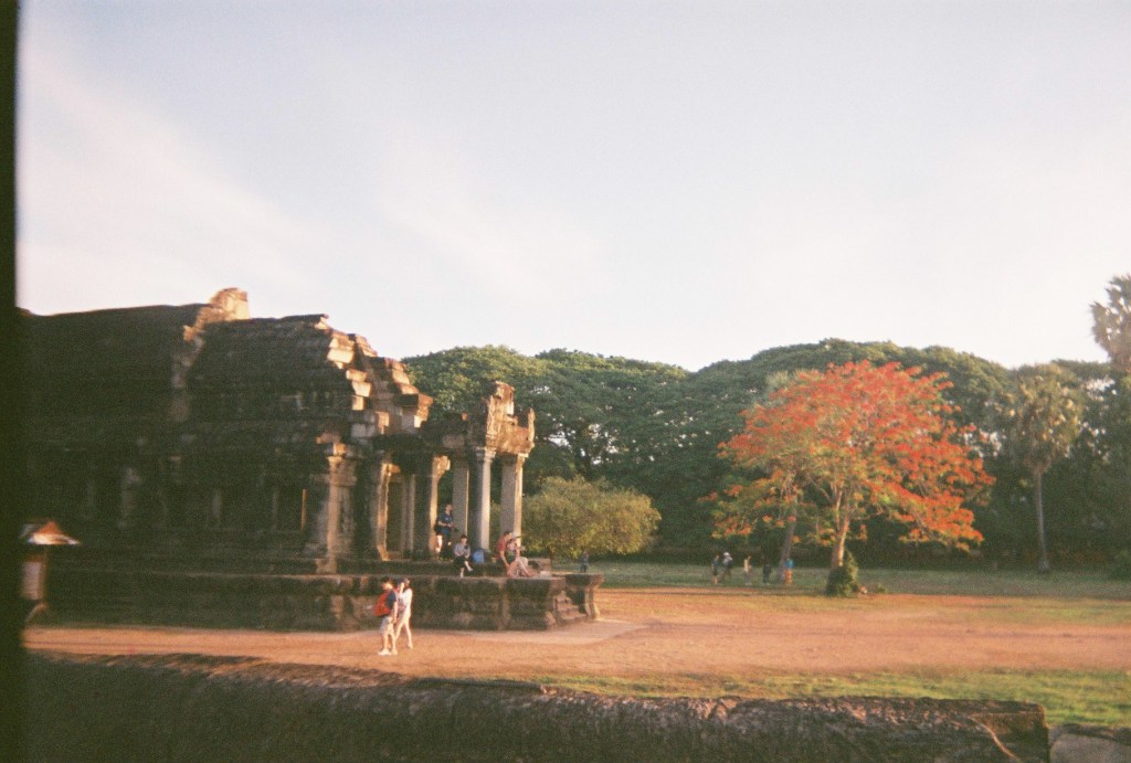 {Cambodia} Orange Sakura