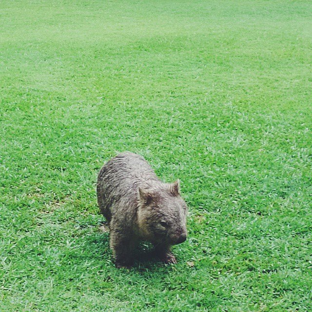 The Cutest Animal Down&nbsp;Under